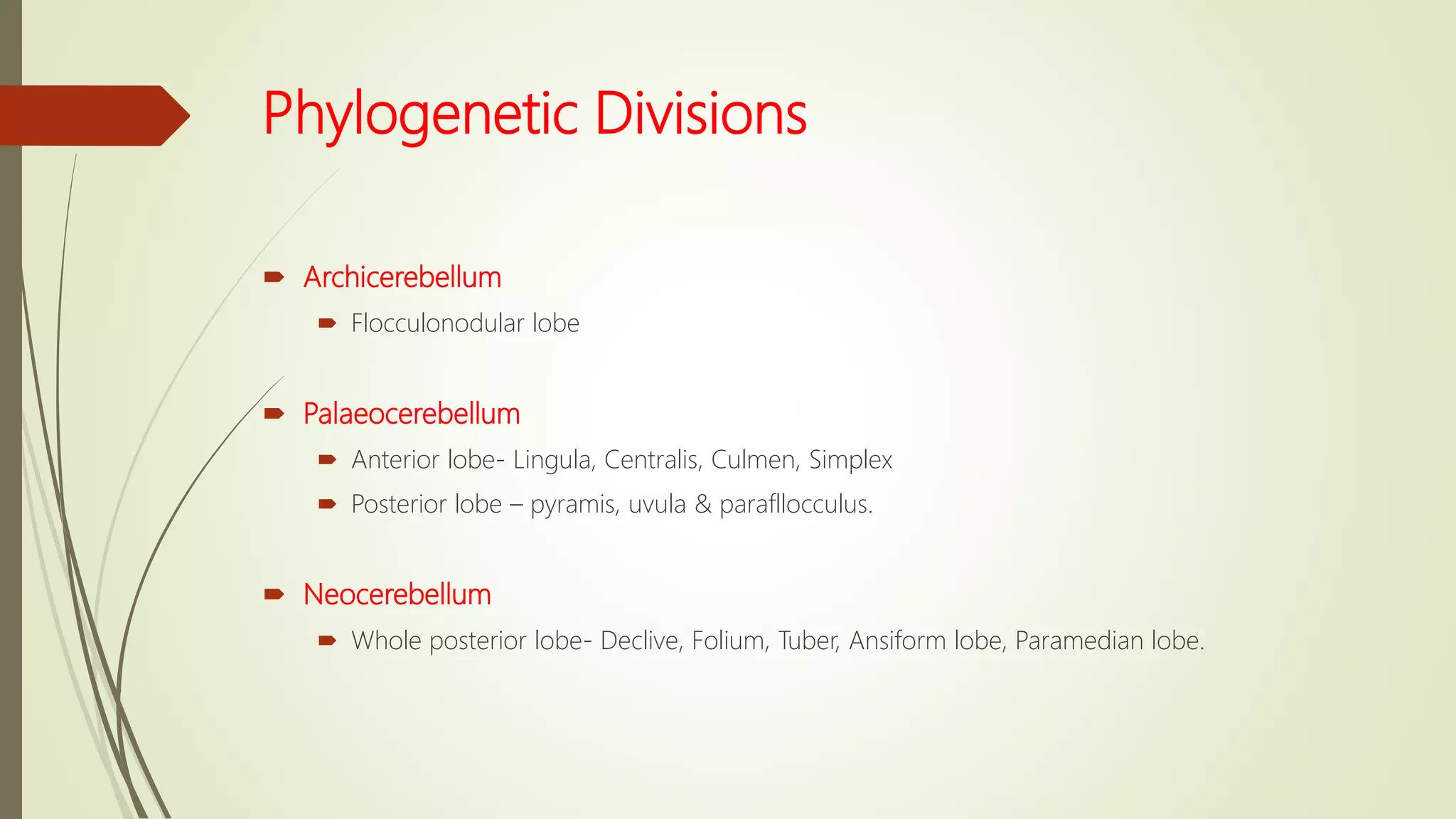 Phylogenetic Divisions
 Archicerebellum
 Flocculonodular lobe
 Palaeocerebellum
 Anterior lobe- Lingula, Centralis, Culmen, Simplex
 Posterior lobe – pyramis, uvula & parafllocculus.
 Neocerebellum
 Whole posterior lobe- Declive, Folium, Tuber, Ansiform lobe, Paramedian lobe.
 