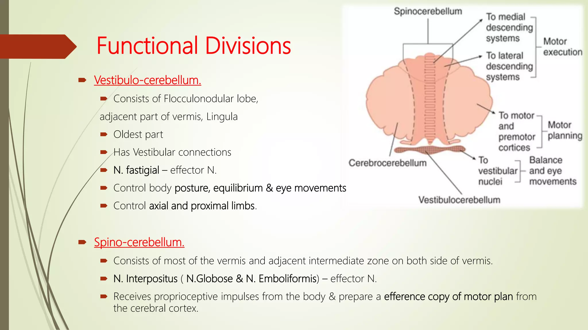 Functional Divisions
 Vestibulo-cerebellum.
 Consists of Flocculonodular lobe,
adjacent part of vermis, Lingula
 Oldest part
 Has Vestibular connections
 N. fastigial – effector N.
 Control body posture, equilibrium & eye movements
 Control axial and proximal limbs.
 Spino-cerebellum.
 Consists of most of the vermis and adjacent intermediate zone on both side of vermis.
 N. Interpositus ( N.Globose & N. Emboliformis) – effector N.
 Receives proprioceptive impulses from the body & prepare a efference copy of motor plan from
the cerebral cortex.
 