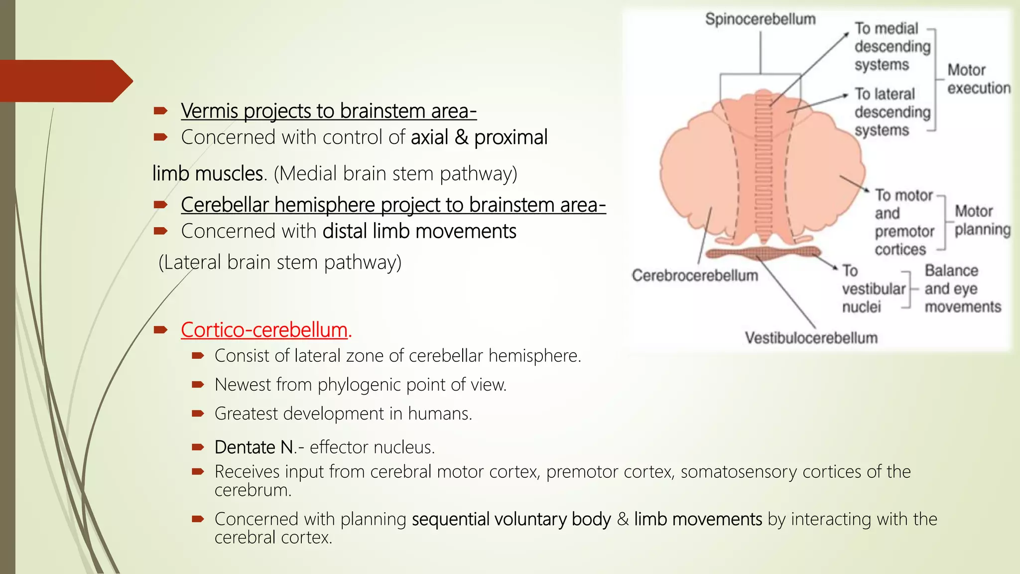  Vermis projects to brainstem area-
 Concerned with control of axial & proximal
limb muscles. (Medial brain stem pathway)
 Cerebellar hemisphere project to brainstem area-
 Concerned with distal limb movements
(Lateral brain stem pathway)
 Cortico-cerebellum.
 Consist of lateral zone of cerebellar hemisphere.
 Newest from phylogenic point of view.
 Greatest development in humans.
 Dentate N.- effector nucleus.
 Receives input from cerebral motor cortex, premotor cortex, somatosensory cortices of the
cerebrum.
 Concerned with planning sequential voluntary body & limb movements by interacting with the
cerebral cortex.
 