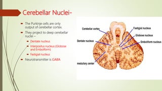 Cerebellum-Connections and Functions | PPT