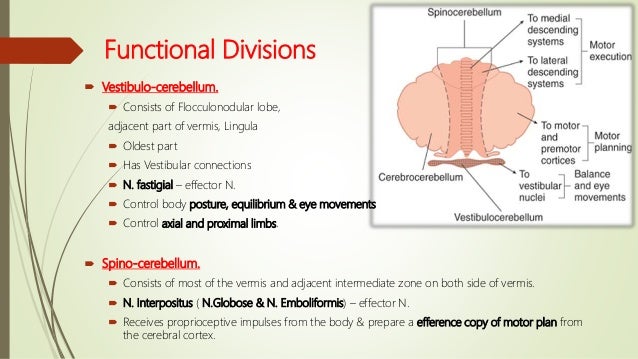 cerebellum connections and functions