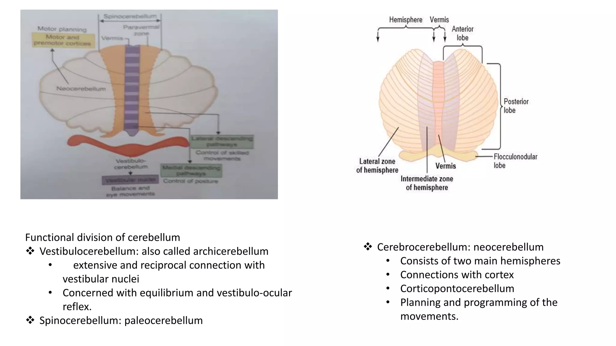 Cerebellum | PPTX