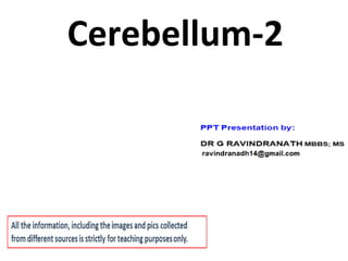 Cerebellum-2
 