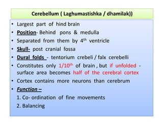 Cerebellum ( Laghumastishka / dhamilak))
• Largest part of hind brain
• Position- Behind pons & medulla
• Separated from them by 4th ventricle
• Skull- post cranial fossa
• Dural folds - tentorium crebeli / falx cerebelli
• Constitutes only 1/10th of brain , but if unfolded -• Constitutes only 1/10th of brain , but if unfolded -
surface area becomes half of the cerebral cortex
• Cortex contains more neurons than cerebrum
• Function –
1. Co- ordination of fine movements
2. Balancing
 