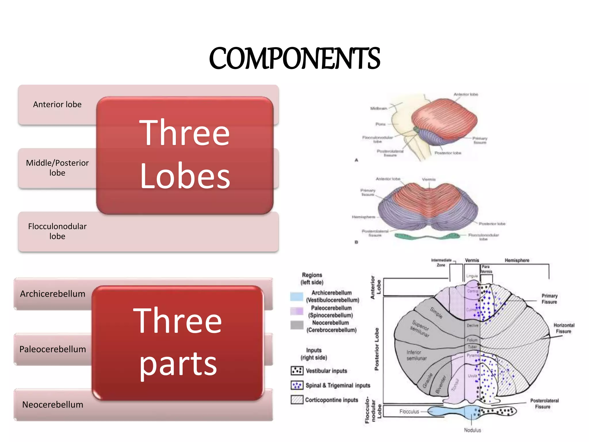 COMPONENTS
Flocculonodular
lobe
Middle/Posterior
lobe
Anterior lobe
Three
Lobes
Neocerebellum
Paleocerebellum
Archicerebellum
Three
parts
 