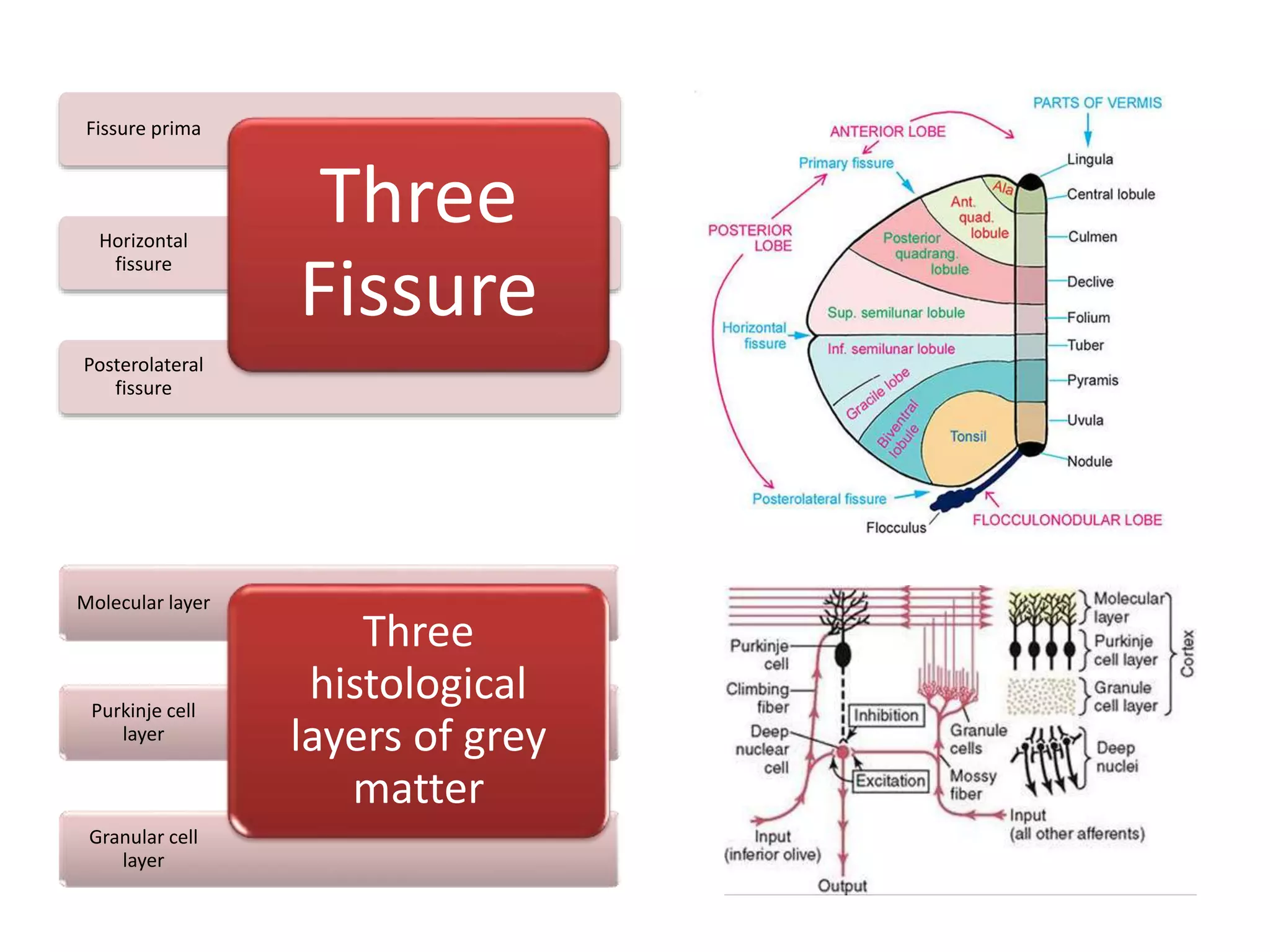 Posterolateral
fissure
Horizontal
fissure
Fissure prima
Three
Fissure
Granular cell
layer
Purkinje cell
layer
Molecular layer
Three
histological
layers of grey
matter
 