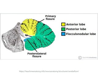 https://teachmeanatomy.info/neuroanatomy/structures/cerebellum/
 