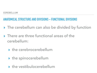 CEREBELLUM
ANATOMICAL STRUCTURE AND DIVISIONS - FUNCTIONAL DIVISIONS
▸ The cerebellum can also be divided by function
▸ There are three functional areas of the
cerebellum:
▸ the cerebrocerebellum
▸ the spinocerebellum
▸ the vestibulocerebellum
 
