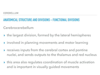 CEREBELLUM
ANATOMICAL STRUCTURE AND DIVISIONS - FUNCTIONAL DIVISIONS
Cerebrocerebellum
▸ the largest division, formed by the lateral hemispheres
▸ involved in planning movements and motor learning
▸ receives inputs from the cerebral cortex and pontine
nuclei, and sends outputs to the thalamus and red nucleus
▸ this area also regulates coordination of muscle activation
and is important in visually guided movements
 