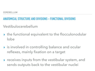 CEREBELLUM
ANATOMICAL STRUCTURE AND DIVISIONS - FUNCTIONAL DIVISIONS
Vestibulocerebellum
▸ the functional equivalent to the ﬂocculonodular
lobe
▸ is involved in controlling balance and ocular
reﬂexes, mainly ﬁxation on a target
▸ receives inputs from the vestibular system, and
sends outputs back to the vestibular nuclei
 