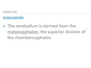CEREBELLUM
REVIEW QUESTIONS
▸ The cerebellum is derived from the
metencephalon, the superior division of
the rhombencephalon
 
