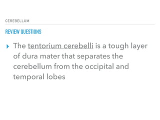 CEREBELLUM
REVIEW QUESTIONS
▸ The tentorium cerebelli is a tough layer
of dura mater that separates the
cerebellum from the occipital and
temporal lobes
 