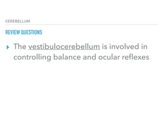 CEREBELLUM
REVIEW QUESTIONS
▸ The vestibulocerebellum is involved in
controlling balance and ocular reﬂexes
 