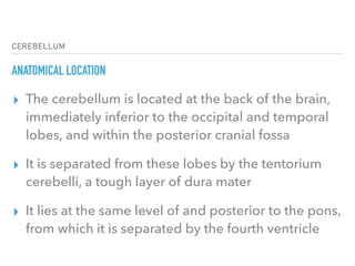 CEREBELLUM
ANATOMICAL LOCATION
▸ The cerebellum is located at the back of the brain,
immediately inferior to the occipital and temporal 
lobes, and within the posterior cranial fossa
▸ It is separated from these lobes by the tentorium
cerebelli, a tough layer of dura mater
▸ It lies at the same level of and posterior to the pons,
from which it is separated by the fourth ventricle
 