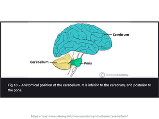 https://teachmeanatomy.info/neuroanatomy/structures/cerebellum/
 