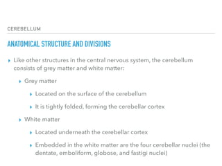 CEREBELLUM
ANATOMICAL STRUCTURE AND DIVISIONS
▸ Like other structures in the central nervous system, the cerebellum
consists of grey matter and white matter:
▸ Grey matter
▸ Located on the surface of the cerebellum
▸ It is tightly folded, forming the cerebellar cortex
▸ White matter
▸ Located underneath the cerebellar cortex
▸ Embedded in the white matter are the four cerebellar nuclei (the
dentate, emboliform, globose, and fastigi nuclei)
 