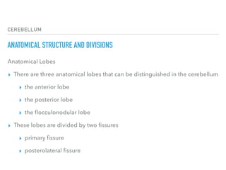 CEREBELLUM
ANATOMICAL STRUCTURE AND DIVISIONS
Anatomical Lobes
▸ There are three anatomical lobes that can be distinguished in the cerebellum
▸ the anterior lobe
▸ the posterior lobe
▸ the ﬂocculonodular lobe
▸ These lobes are divided by two ﬁssures
▸ primary ﬁssure 
▸ posterolateral ﬁssure
 