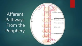 Cerebellum | PPTX