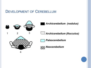 DEVELOPMENT OF CEREBELLUM
Archicerebellum (nodulus)
Archicerebellum (flocculus)
Paleocerebellum
Neocerebellum
 