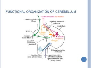 FUNCTIONAL ORGANIZATION OF CEREBELLUM
 