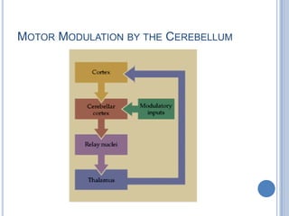 MOTOR MODULATION BY THE CEREBELLUM
 