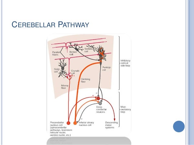 Cerebellum Anatomy and Physiology