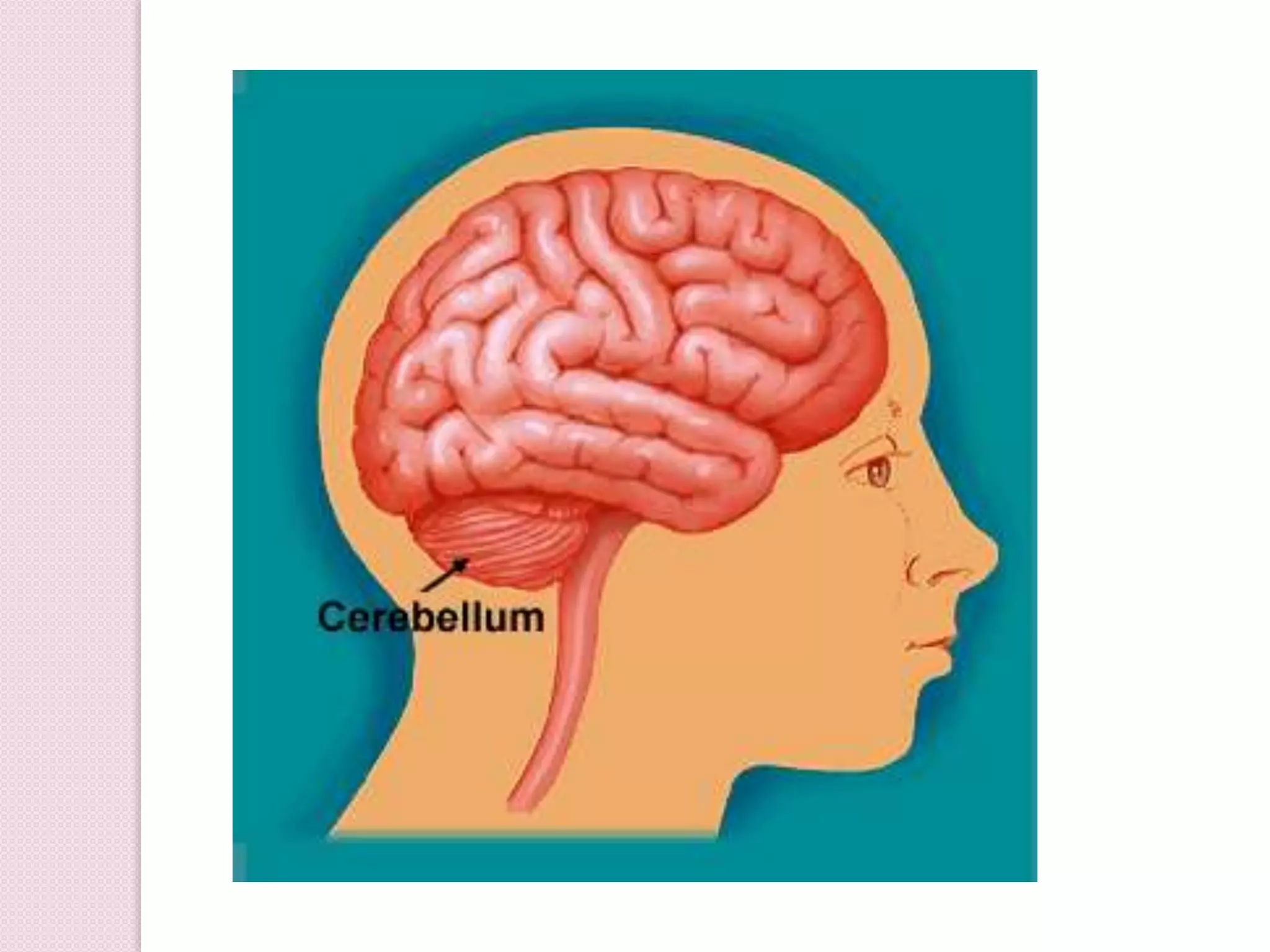 Cerebellum parts and function | PPT