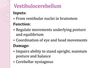 Vestibulocerebellum
Inputs:
From vestibular nuclei in brainstem
Function:
Regulate movements underlying posture
and equilibrium
Coordination of eye and head movements
Damage:
Impairs ability to stand upright, maintain
posture and balance
Cerebellar nystagmus