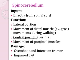 Spinocerebellum
Inputs:
Directly from spinal cord
Function:
o Lateral portion
Movement of distal muscle (ex. gross
movements during walking)
o Central portion (vermis)
Movement of proximal muscles
Damage:
Overshoot and intension tremor
Impaired gait