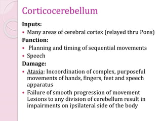 Corticocerebellum
Inputs:
Many areas of cerebral cortex (relayed thru Pons)
Function:
Planning and timing of sequential movements
Speech
Damage:
Ataxia: Incoordination of complex, purposeful
movements of hands, fingers, feet and speech
apparatus
Failure of smooth progression of movement
Lesions to any division of cerebellum result in
impairments on ipsilateral side of the body