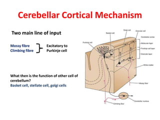Cerebellar Cortical Mechanism
Two main line of input
Mossy fibre
Climbing fibre
Excitatory to
Purkinje cell
What then is the function of other cell of
cerebellum?
Basket cell, stellate cell, golgi cells
 