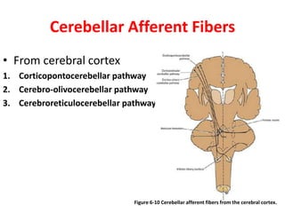 Cerebellar Afferent Fibers
• From cerebral cortex
1. Corticopontocerebellar pathway
2. Cerebro-olivocerebellar pathway
3. Cerebroreticulocerebellar pathway
Figure 6-10 Cerebellar afferent fibers from the cerebral cortex.
 