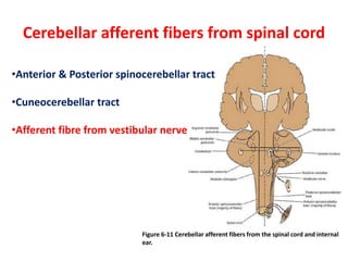 Cerebellar afferent fibers from spinal cord
Figure 6-11 Cerebellar afferent fibers from the spinal cord and internal
ear.
•Anterior & Posterior spinocerebellar tract
•Cuneocerebellar tract
•Afferent fibre from vestibular nerve
 