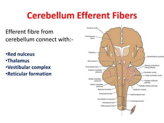Cerebellum Efferent Fibers
Efferent fibre from
cerebellum connect with:-
•Red nulceus
•Thalamus
•Vestibular complex
•Reticular formation
 