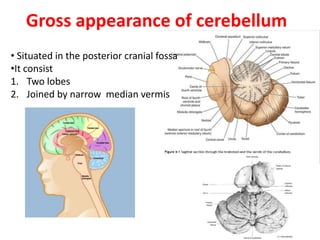 Gross appearance of cerebellum
• Situated in the posterior cranial fossa
•It consist
1. Two lobes
2. Joined by narrow median vermis
 