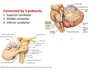 Connected by 3 peduncle
1. Superior cerebellar
2. Middle cerebellar
3. Inferior cerebellar
 