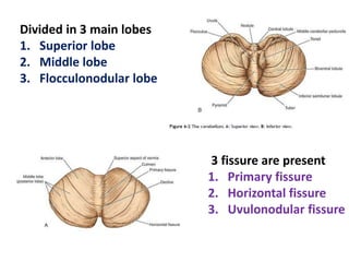 Divided in 3 main lobes
1. Superior lobe
2. Middle lobe
3. Flocculonodular lobe
3 fissure are present
1. Primary fissure
2. Horizontal fissure
3. Uvulonodular fissure
 