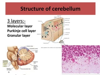 3 layers:-
Molecular layer
Purkinje cell layer
Granular layer
Structure of cerebellum
 