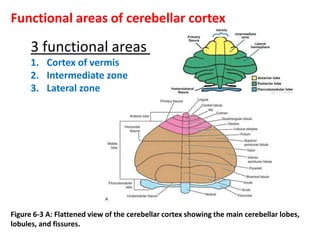 Figure 6-3 A: Flattened view of the cerebellar cortex showing the main cerebellar lobes,
lobules, and fissures.
Functional areas of cerebellar cortex
3 functional areas
1. Cortex of vermis
2. Intermediate zone
3. Lateral zone
 