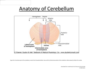 Figure 56-2 Functional parts of the cerebellum as seen from the posteroinferior view, with the inferiormost portion of the cerebellum rolled outward to flatten the surface.
Downloaded from: StudentConsult (on 8 February 2012 02:50 PM)
© 2005 Elsevier
Anatomy of Cerebellum
 