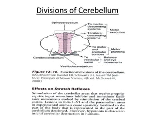 Divisions of Cerebellum
 