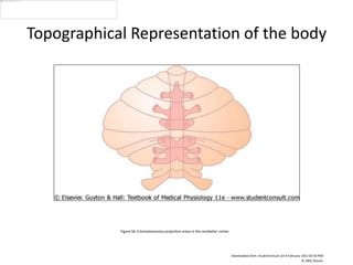 Figure 56-3 Somatosensory projection areas in the cerebellar cortex.
Downloaded from: StudentConsult (on 8 February 2012 02:50 PM)
© 2005 Elsevier
Topographical Representation of the body
 