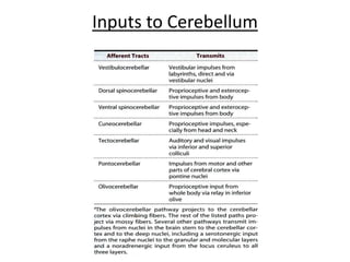 Inputs to Cerebellum
 