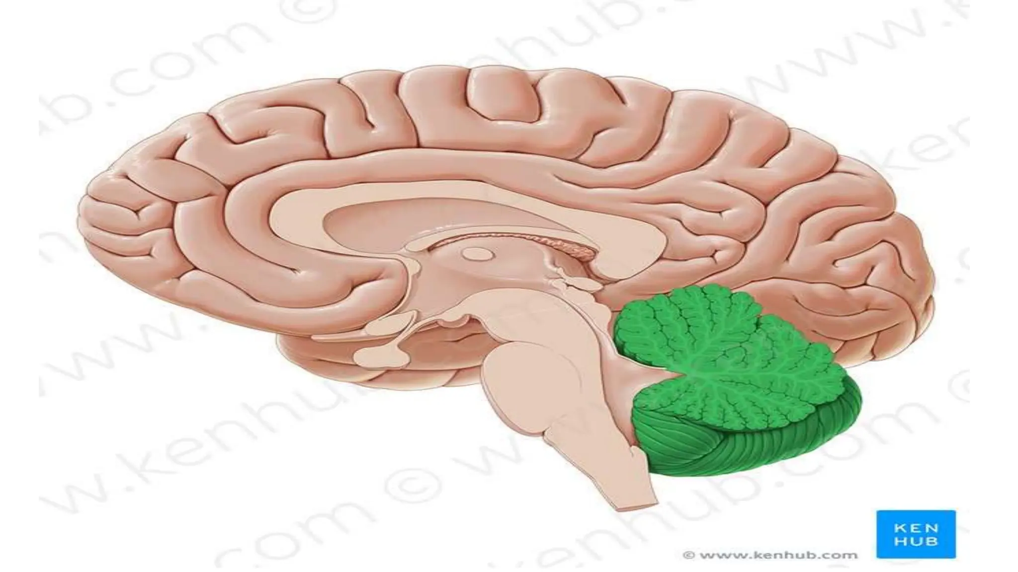 Cerebellum Anatomy Ppt