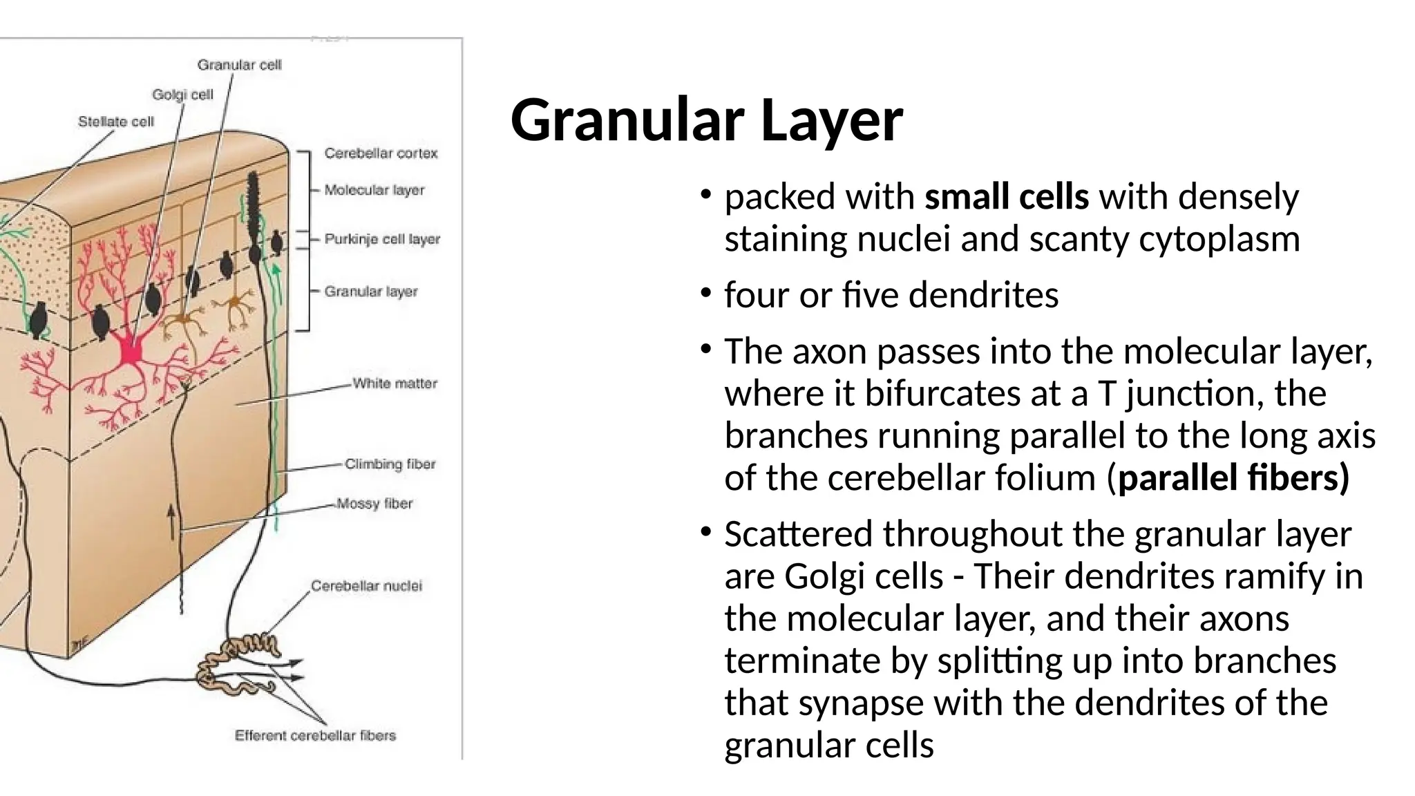 Granular Layer
• packed with small cells with densely
staining nuclei and scanty cytoplasm
• four or five dendrites
• The axon passes into the molecular layer,
where it bifurcates at a T junction, the
branches running parallel to the long axis
of the cerebellar folium (parallel fibers)
• Scattered throughout the granular layer
are Golgi cells - Their dendrites ramify in
the molecular layer, and their axons
terminate by splitting up into branches
that synapse with the dendrites of the
granular cells
 