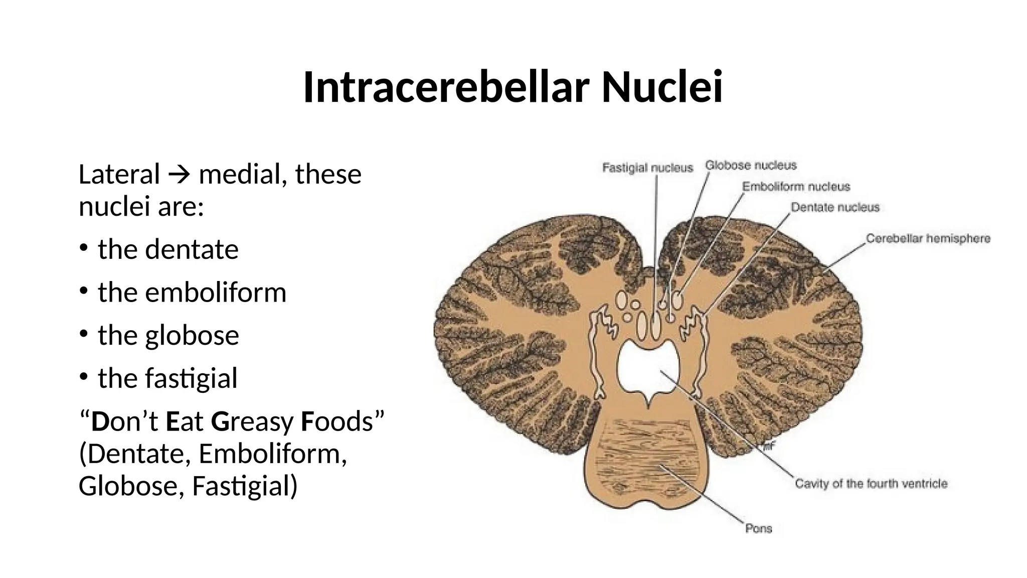 Intracerebellar Nuclei
Lateral medial, these
🡪
nuclei are:
• the dentate
• the emboliform
• the globose
• the fastigial
“Don’t Eat Greasy Foods”
(Dentate, Emboliform,
Globose, Fastigial)
 