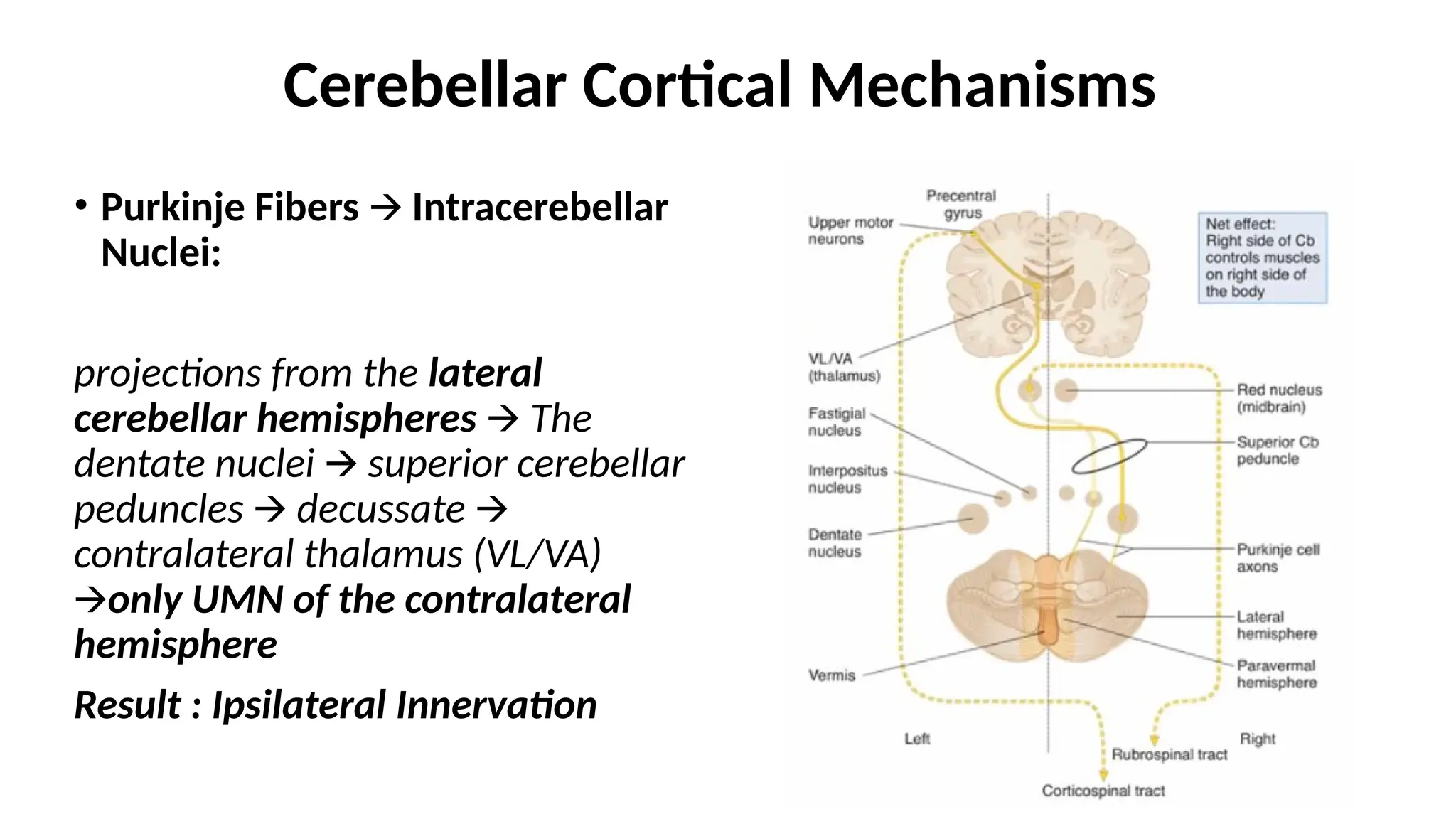Cerebellar Cortical Mechanisms
• Purkinje Fibers Intracerebellar
🡪
Nuclei:
projections from the lateral
cerebellar hemispheres 🡪 The
dentate nuclei superior cerebellar
🡪
peduncles decussate
🡪 🡪
contralateral thalamus (VL/VA)
🡪only UMN of the contralateral
hemisphere
Result : Ipsilateral Innervation
 