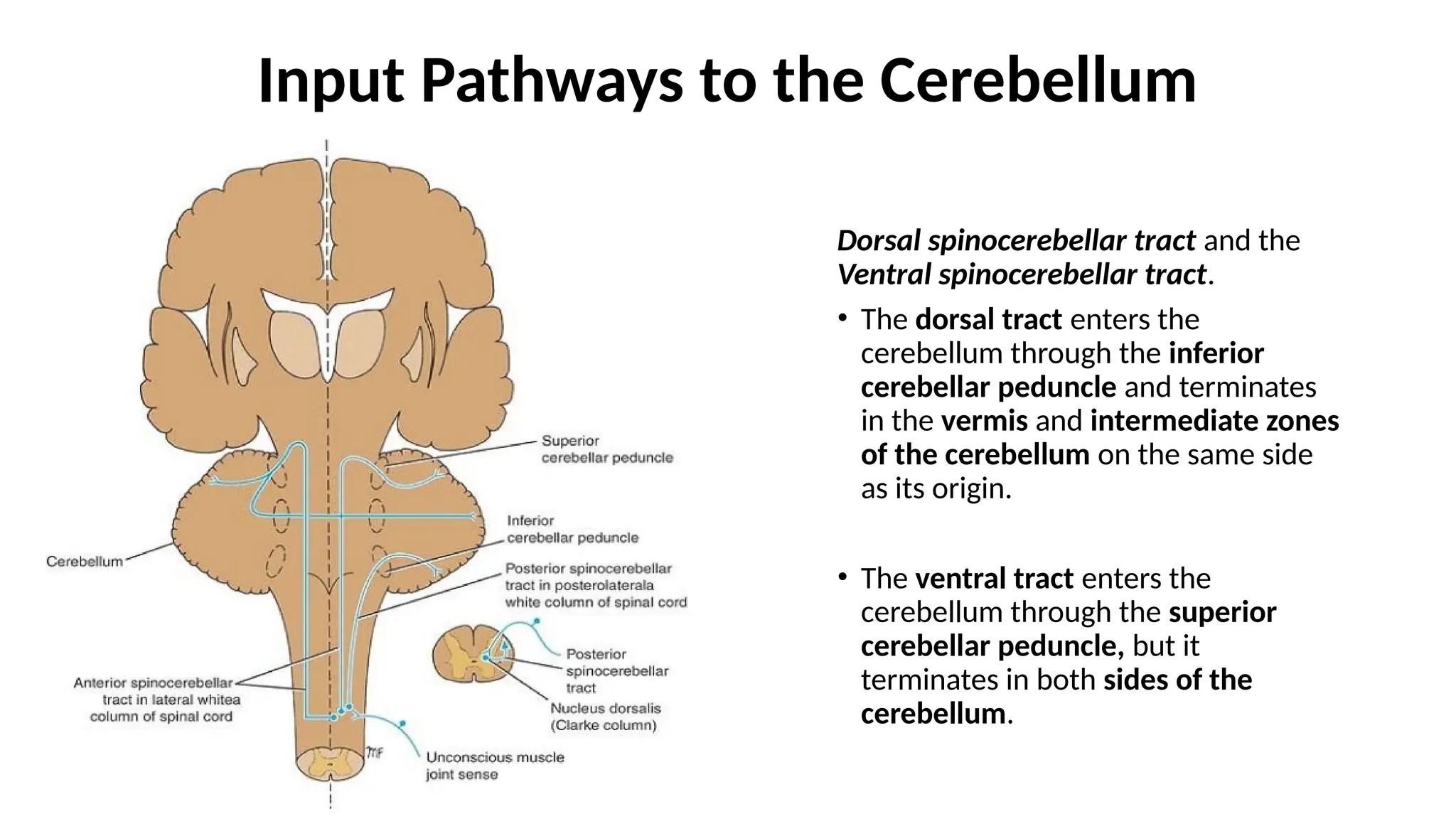 Input Pathways to the Cerebellum
Dorsal spinocerebellar tract and the
Ventral spinocerebellar tract.
• The dorsal tract enters the
cerebellum through the inferior
cerebellar peduncle and terminates
in the vermis and intermediate zones
of the cerebellum on the same side
as its origin.
• The ventral tract enters the
cerebellum through the superior
cerebellar peduncle, but it
terminates in both sides of the
cerebellum.
 