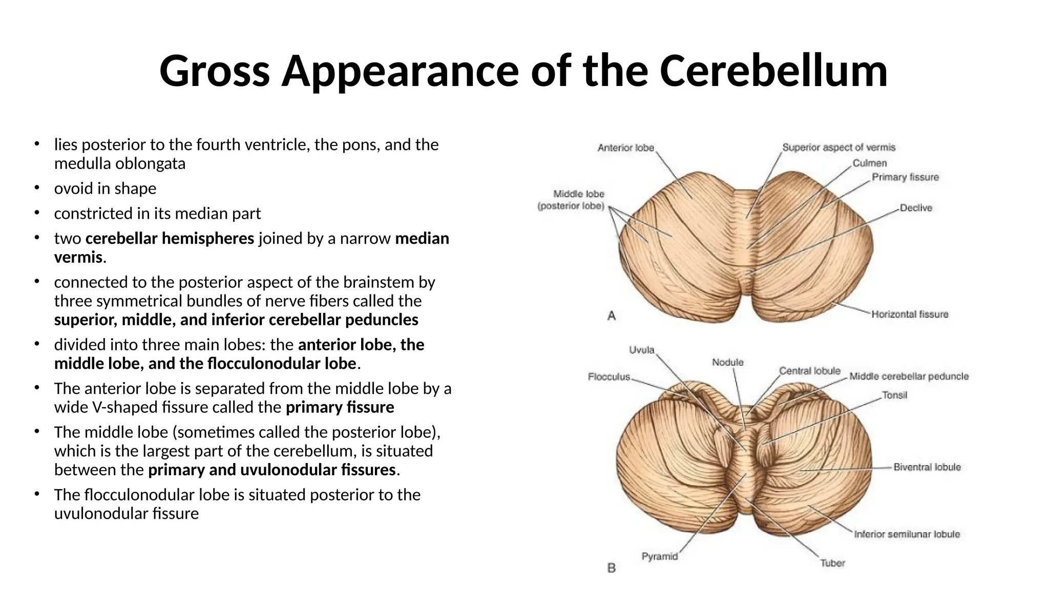 Gross Appearance of the Cerebellum
• lies posterior to the fourth ventricle, the pons, and the
medulla oblongata
• ovoid in shape
• constricted in its median part
• two cerebellar hemispheres joined by a narrow median
vermis.
• connected to the posterior aspect of the brainstem by
three symmetrical bundles of nerve fibers called the
superior, middle, and inferior cerebellar peduncles
• divided into three main lobes: the anterior lobe, the
middle lobe, and the flocculonodular lobe.
• The anterior lobe is separated from the middle lobe by a
wide V-shaped fissure called the primary fissure
• The middle lobe (sometimes called the posterior lobe),
which is the largest part of the cerebellum, is situated
between the primary and uvulonodular fissures.
• The flocculonodular lobe is situated posterior to the
uvulonodular fissure
 
