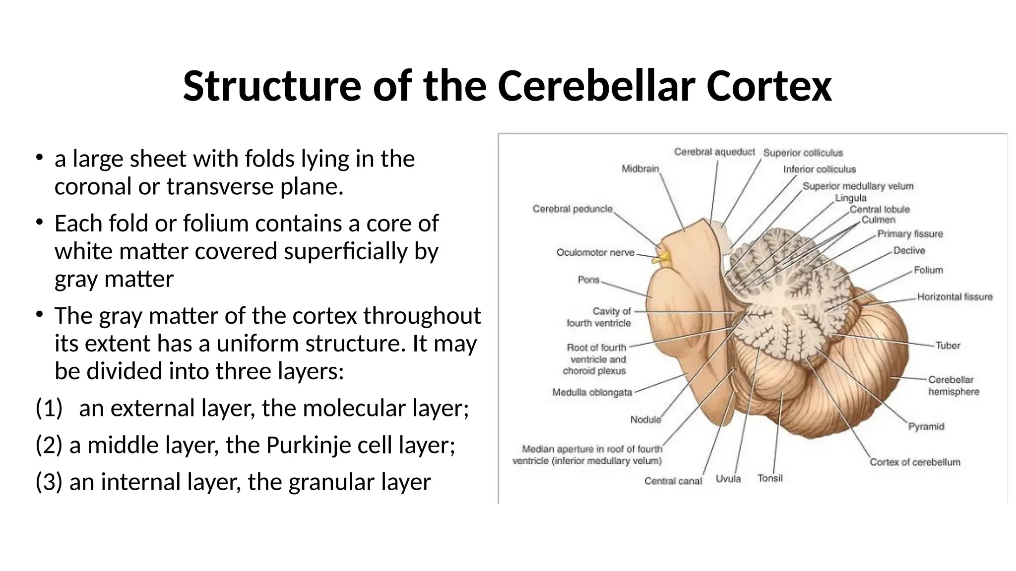 Structure of the Cerebellar Cortex
• a large sheet with folds lying in the
coronal or transverse plane.
• Each fold or folium contains a core of
white matter covered superficially by
gray matter
• The gray matter of the cortex throughout
its extent has a uniform structure. It may
be divided into three layers:
(1) an external layer, the molecular layer;
(2) a middle layer, the Purkinje cell layer;
(3) an internal layer, the granular layer
 
